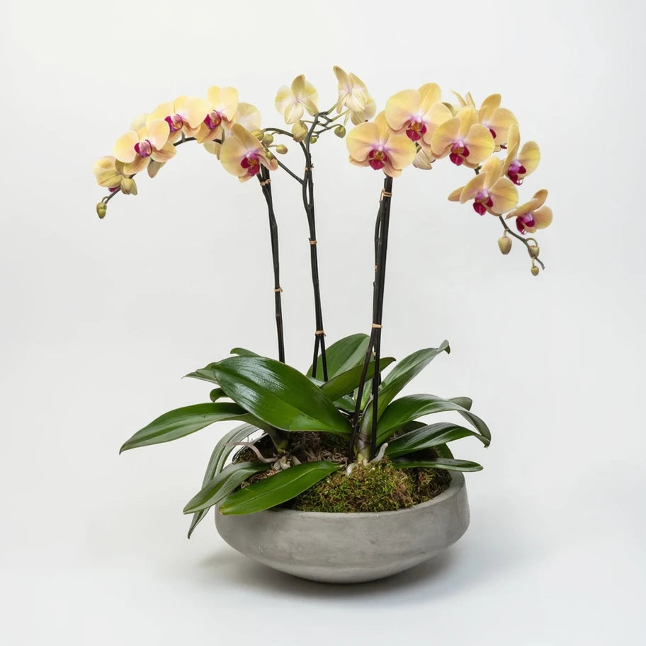 Coloured Orchids (Potted)