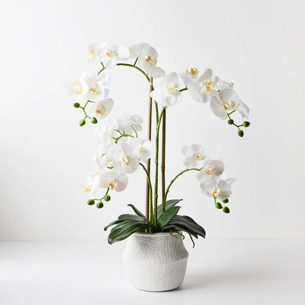 White Orchids